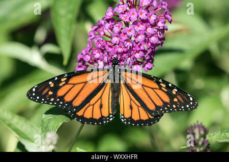 Closeup of Monarch Butterfly ( Danaus plexippus) feeding on nectar from Butterfly Bush during fall migration,Ontario,Canada Stock Photo