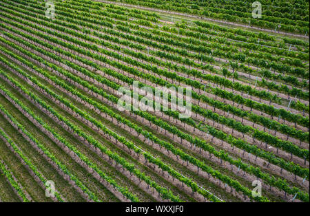 Aerial view of vineyard in the Okanagan Valley, British Columbia, Canada Stock Photo