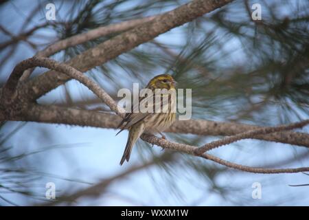 European Serin (Serinus serinus) at Portimao, Portugal Stock Photo