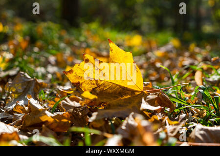 A yellow maple leaf lief on the ground on a meadow with green grass in early autumn. The sun shines from behind and gives a nice colorful image. Stock Photo