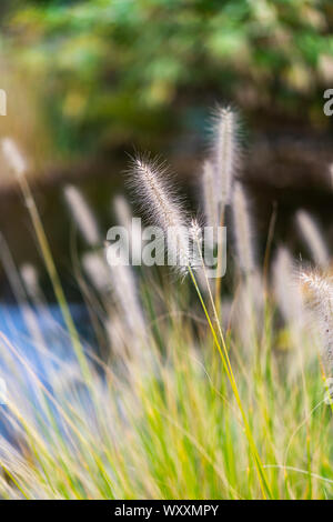 Pennisetum alopecuroides, the Chinese pennisetum, Chinese fountaingrass, dwarf fountain grass, foxtail fountain grass, or swamp foxtail grass, is a sp Stock Photo