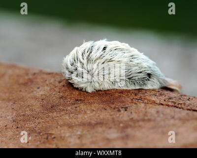 Macro shot of a Megalopyge opercularis caterpillar, the venomous larval form of the Southern Flannel Moth. Stock Photo