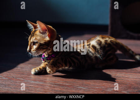 Cute Bengal kitty cat laying on the flor in a spot of light from window Stock Photo