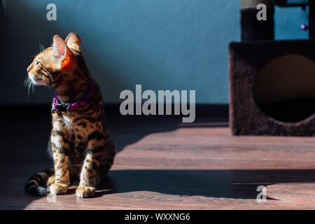 Cute Bengal kitty cat laying on the flor in a spot of light from window Stock Photo