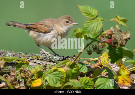 Young Common whitethroat perched on old branch near a rasberry bush Stock Photo