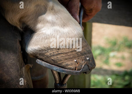 Hand shots of a farrier in the process of applying a new shoe to a horse Stock Photo