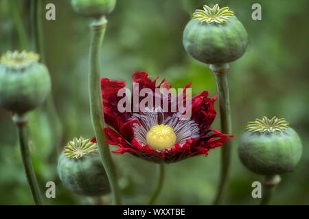 Poppy seed heads and flower. Stock Photo