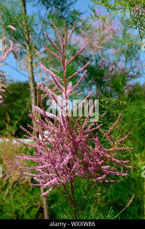 Tamarix ramosissima Pink Cascade feathery plumes of tiny pink flowers on arching branches Stock Photo