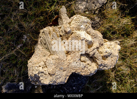 Detail of fossilized coral and limestone rock on the cliffs of North Point, Barbados Stock Photo