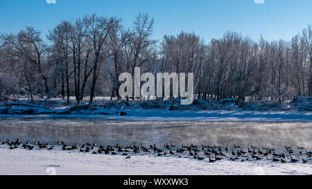 Wild Canada Geese on the shore of a river in Canada in winter Stock Photo