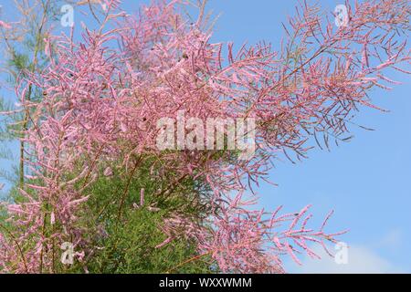 Tamarix ramosissima Pink Cascade feathery plumes of tiny pink flowers on arching branches Stock Photo