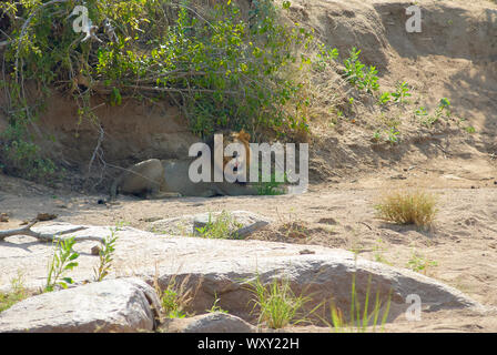 Gorged lion pride at a Kudu kill Stock Photo