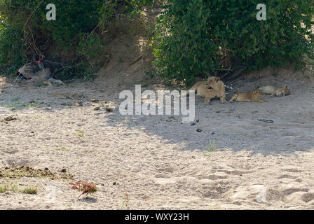 Gorged lion pride at a Kudu kill Stock Photo