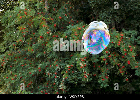 A big soap bubble with beautiful colours floating in the air just before it touches the branches and red berries on the background and bursts Stock Photo
