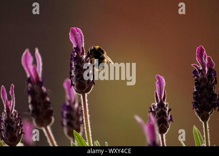Bumble Bees on Lavender Plants and Flowers looking for Nectar Stock Photo
