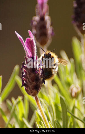 Bumble Bees on Lavender Plants and Flowers looking for Nectar Stock Photo