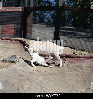 Two adorable and friendly small goats photographed in Korkeasaari, Helsinki. In this photo you can see a mommy goat feeding its baby goat. Sunny day. Stock Photo