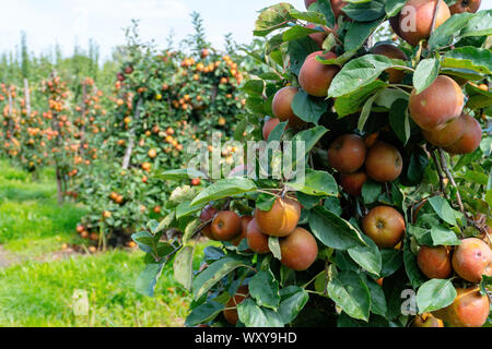 Apple orchard with red and yellow apples