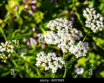 Achillea nobilis field flowers closeup Stock Photo