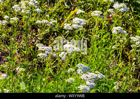 Achillea nobilis field flowers background Stock Photo