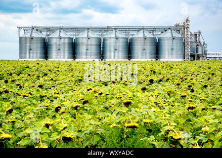 View of sunflower oil plant . Factory for processing oil. Food industrial production. Stock Photo