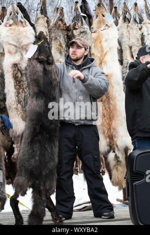 North America; United States; Alaska; Winter; Wildlife; Alaska Trappers Association Fur Auction; Black wolf; Wolves on sale. Stock Photo