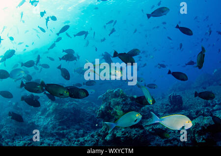 School of Yellowmask Surgeon, Acanthurus mata, with sun in background, Crystal Rock dive site, Gili Lawa Laut, north of Komodo Island, Komodo National Stock Photo