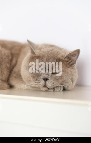 British Shorthair cat is lying and sleeping on white table. Stock Photo