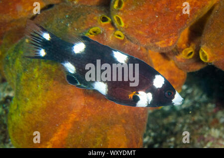 Axilspot Hogfish, Bodianus axillaris, juvenile, Batu Bulong dive site, Tatawa Besar Island, between Komodo and Flores islands, Komodo National Park, I Stock Photo