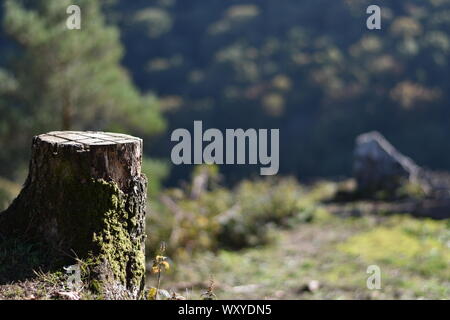 Chopped tree trunk with rock and forest in background Stock Photo