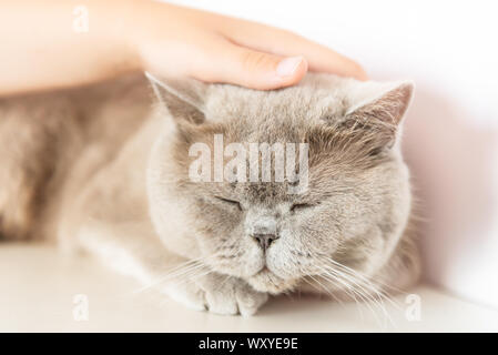 British Shorthair cat is lying and sleeping on white table. Stock Photo