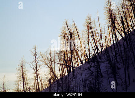 USA. Wyoming. Yellowstone NP.  Winter. Ridge with leafless trees at dusk. Stock Photo