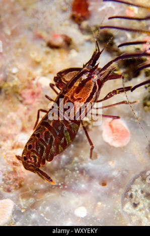 Striped Snapping Shrimp, Synalpheus striatus, on Crinoid, Comatulida ...