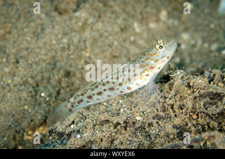 Gold-speckled Shrimpgoby, Ctenogobiops pomastictus, Tanjung Gedong dive site, off Flores Island, Indonesia, Indian Ocean Stock Photo