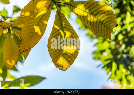 autumn scene with red yellow brown and orange colors the change of seasons autumn leaf with the sun shining through Stock Photo