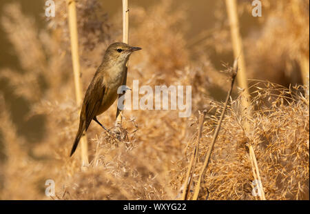 Australian Reed Warbler, Acrocephalus australis, perched on a water reed stem at Mudgee New South Wales, Australia. Stock Photo