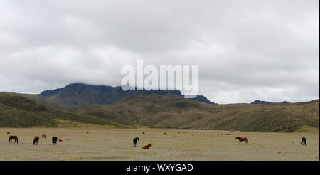 Wild horses in Ecuador South America Stock Photo