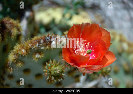 Chenille Red Prickly Pear Cactus native to Texas but photographed in New Mexico Stock Photo