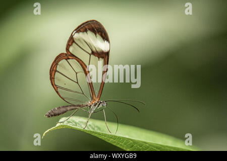 close up of glasswing butterfly Stock Photo