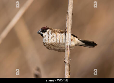 Plum headed finch, Neochmia modesta, perched on a reed stem with copy space at Mudgee New South Wales Australia. Stock Photo