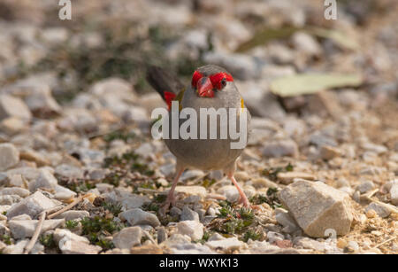 Red Browed Finch, Neochmia temporalis searching for food on the ground at Mudgee New South Wales, Australia. Stock Photo