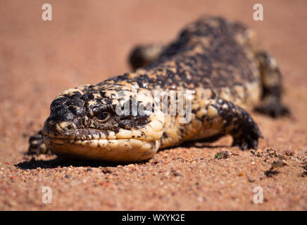 A Shingleback Lizard, Tiliqua rugosa also known as a stumpy tailed, Boggi, Sleepy, or bobtail lizard in outback New South Wales, Australia Stock Photo