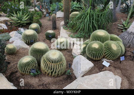 cactus garden, Edinburgh Botanical Gardens Stock Photo