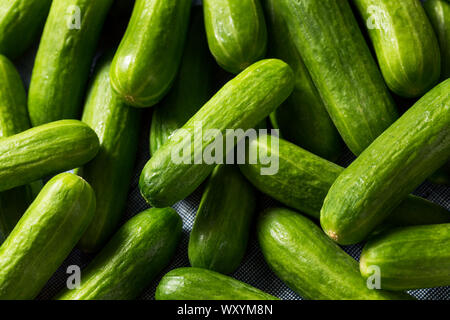 Raw Green Organic Mini Cocktail Cucumbers in a Bunch Stock Photo