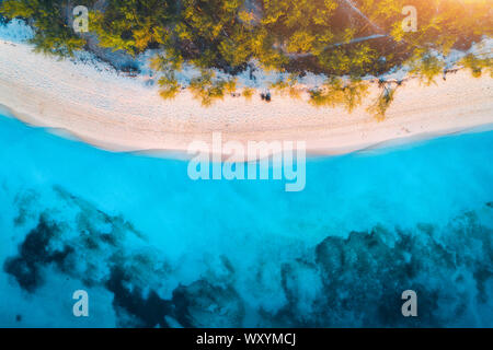 Aerial view of green trees on the sandy beach and blue sea Stock Photo