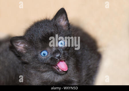 Cute innocent black kitten with pink tongue and blue eyes. Domestic cat 4 weeks old. Felis silvestris catus. Detail of an adorable little pet in a bed. Stock Photo