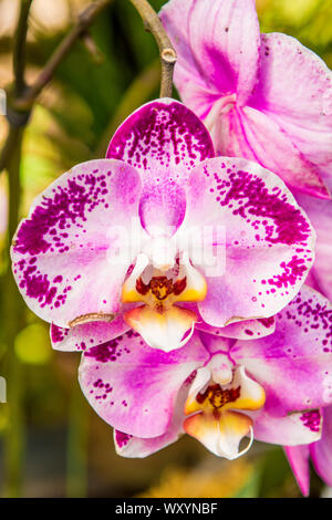 Flowers at the Puerto Vallarta Botanical Gardens, Puerto Vallarta ...