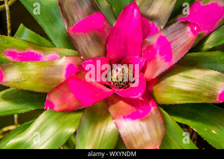 Flowers at the Puerto Vallarta Botanical Gardens, Puerto Vallarta,  Jalisco, Mexico. Stock Photo