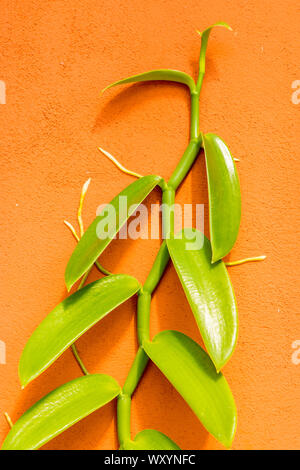 Vine growing on wall at the Puerto Vallarta Botanical Gardens, Puerto Vallarta,  Jalisco, Mexico. Stock Photo