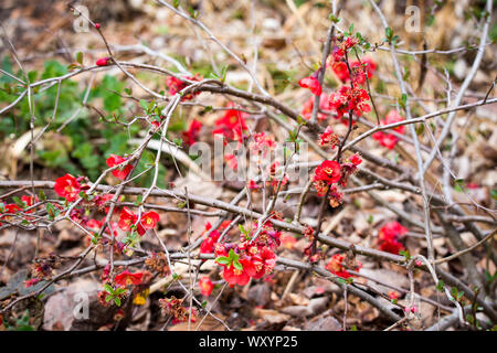 Chaenomeles Japonica, or flowering quince, has gorgeous scarlet flowers in spring before the leaves appear Stock Photo